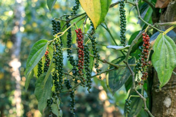 pepper plant